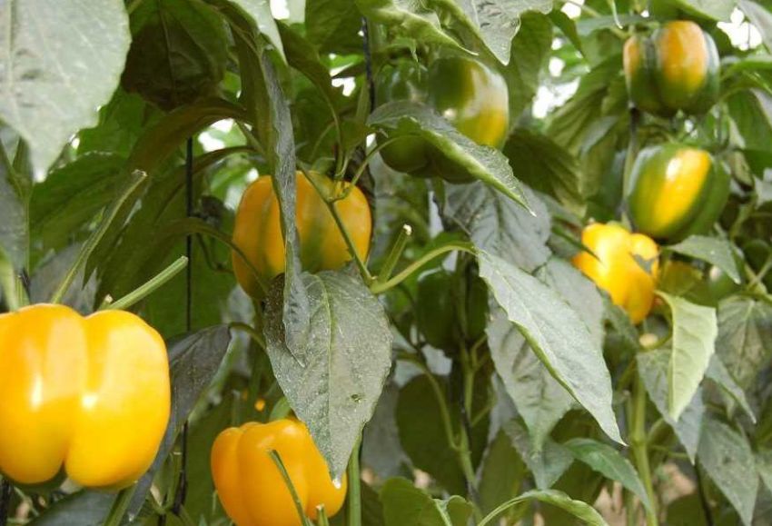 Pimiento amarillo