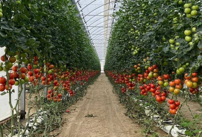 Tomate invernadero