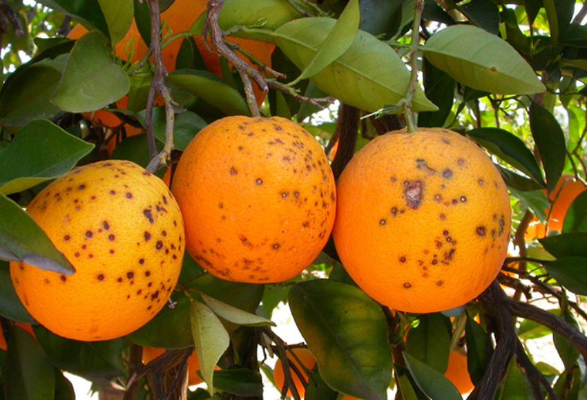 Cítricos La Unió Llauradora
