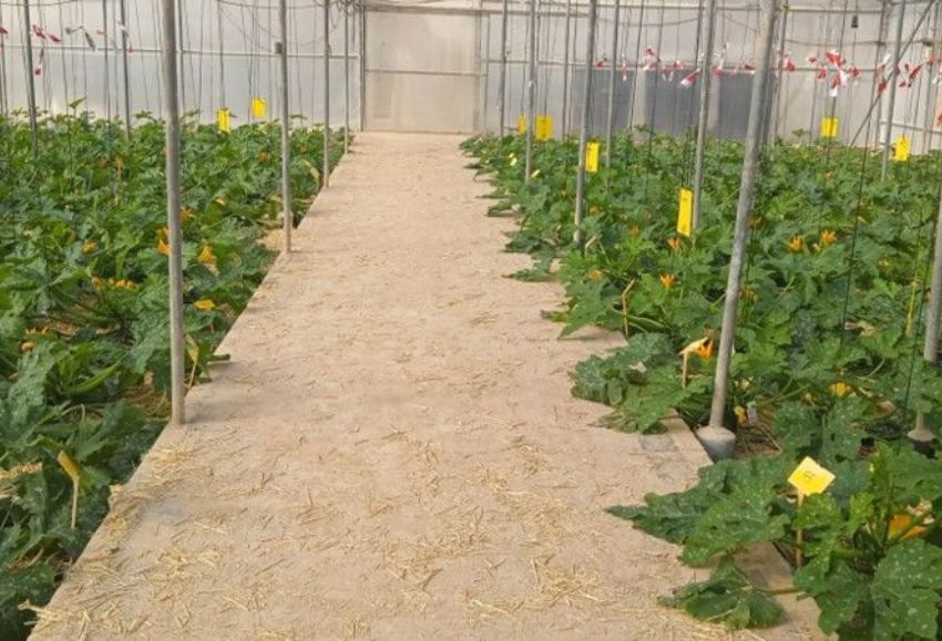Jornada Cajamar bioestimulante