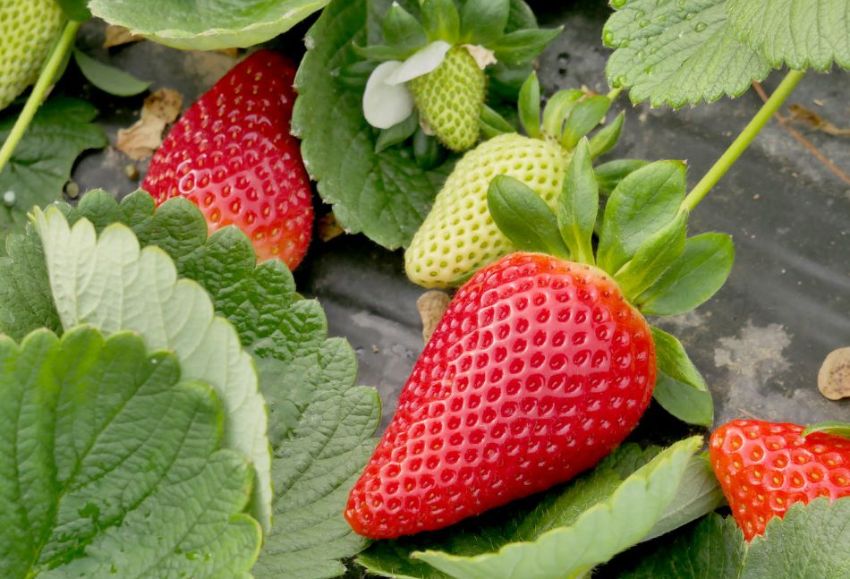NSG fresas