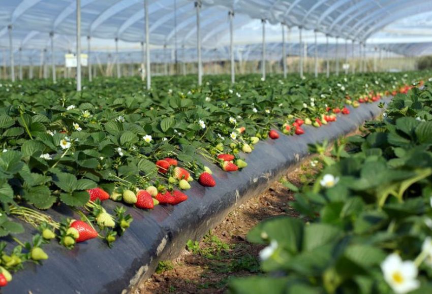 NSG fresas