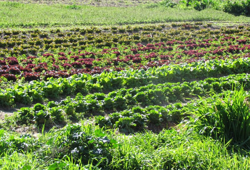agroecología