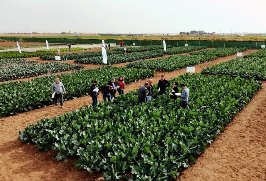 brassicas sakata