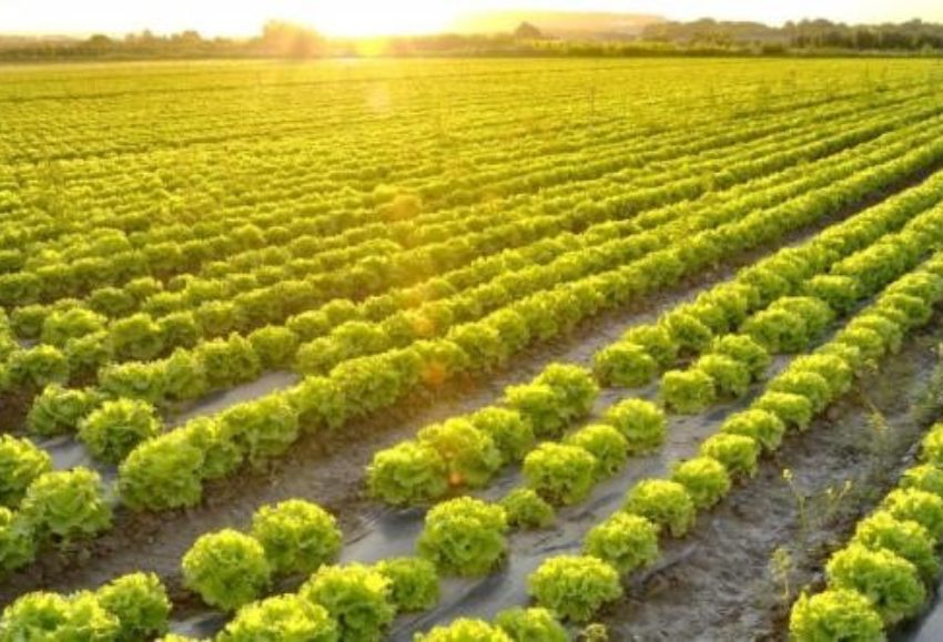 Agricultura