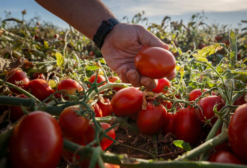 BASF Tomate industria