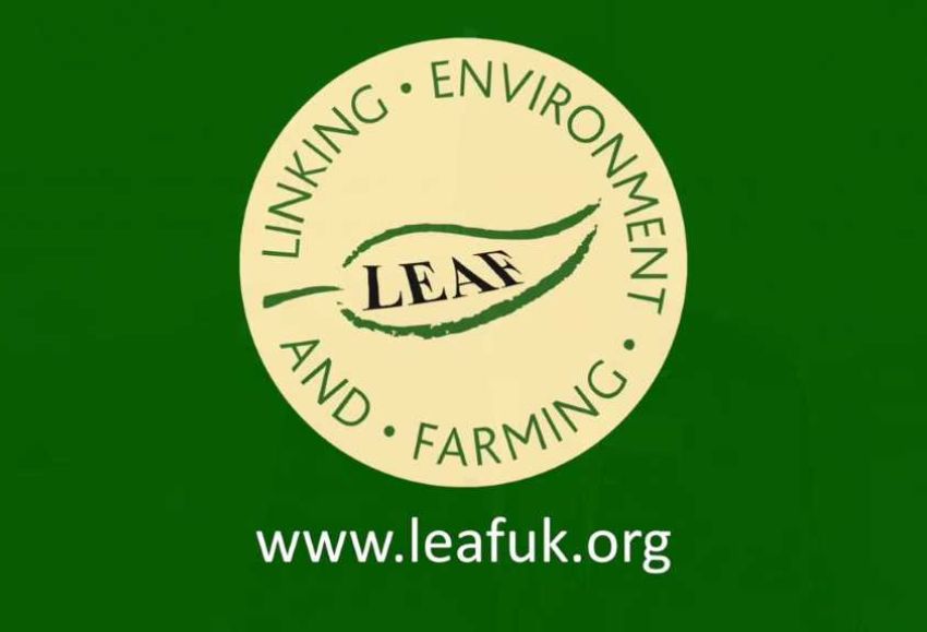 Curso Leaf-Marque