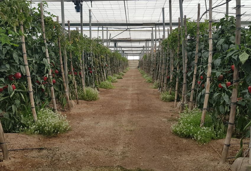 Invernadero interior