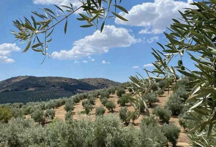 Olivar