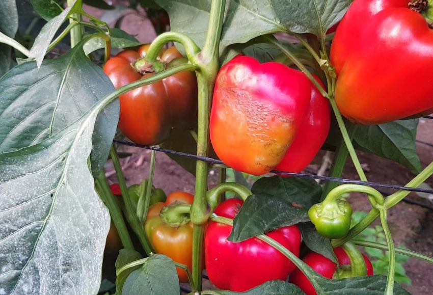 Pimiento Thrips