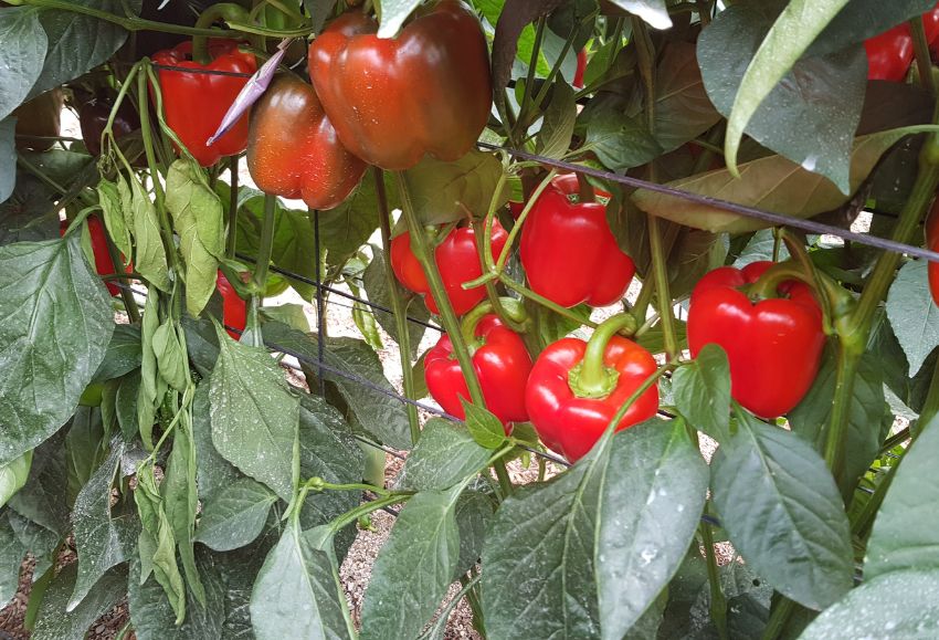 Pimiento ecológico