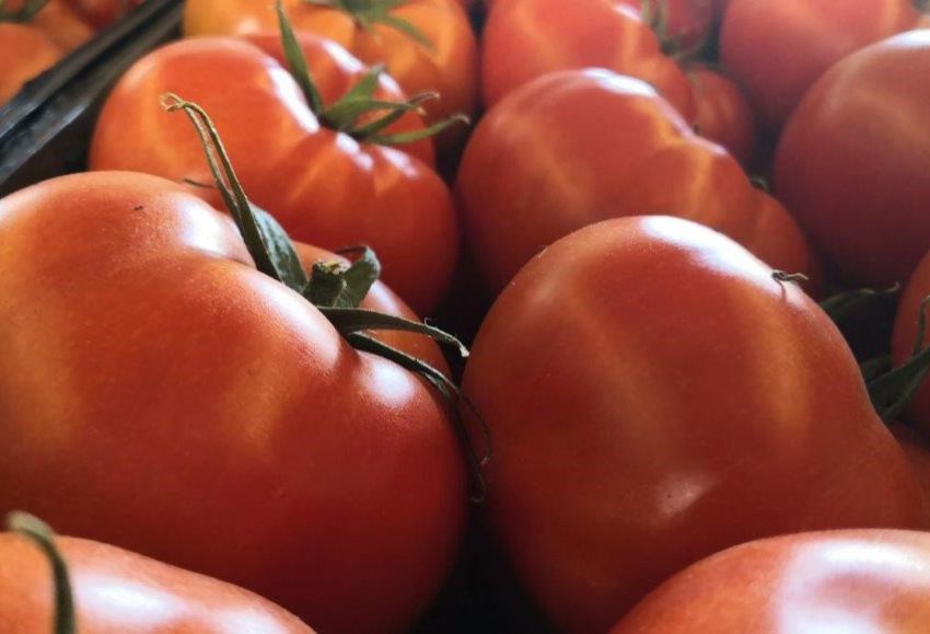 Tomates