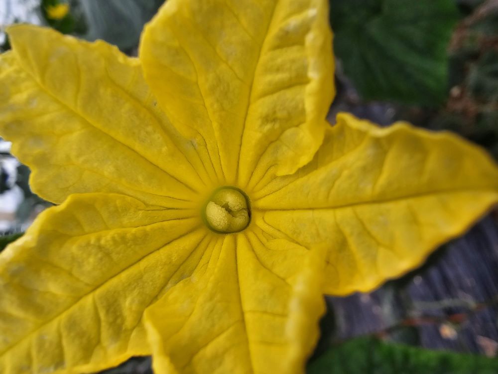 flor pepino
