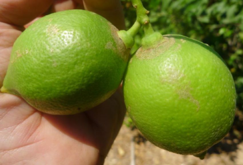 limones