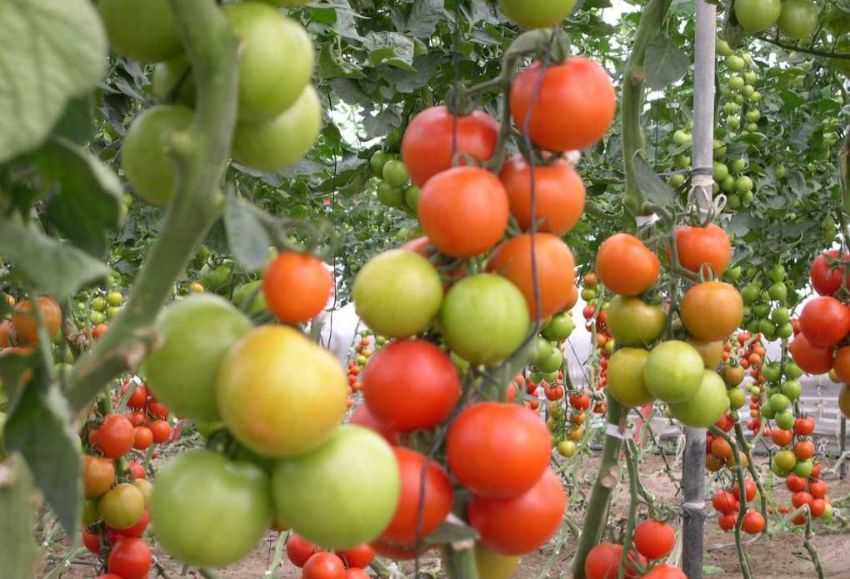 tomates