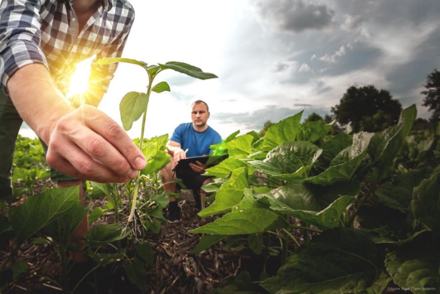 vision-agricultura