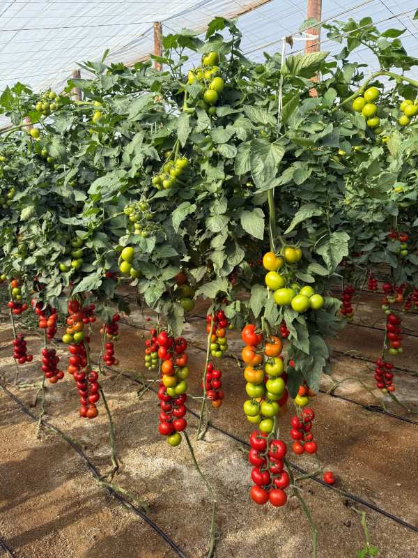 Beires 3 tomate basf