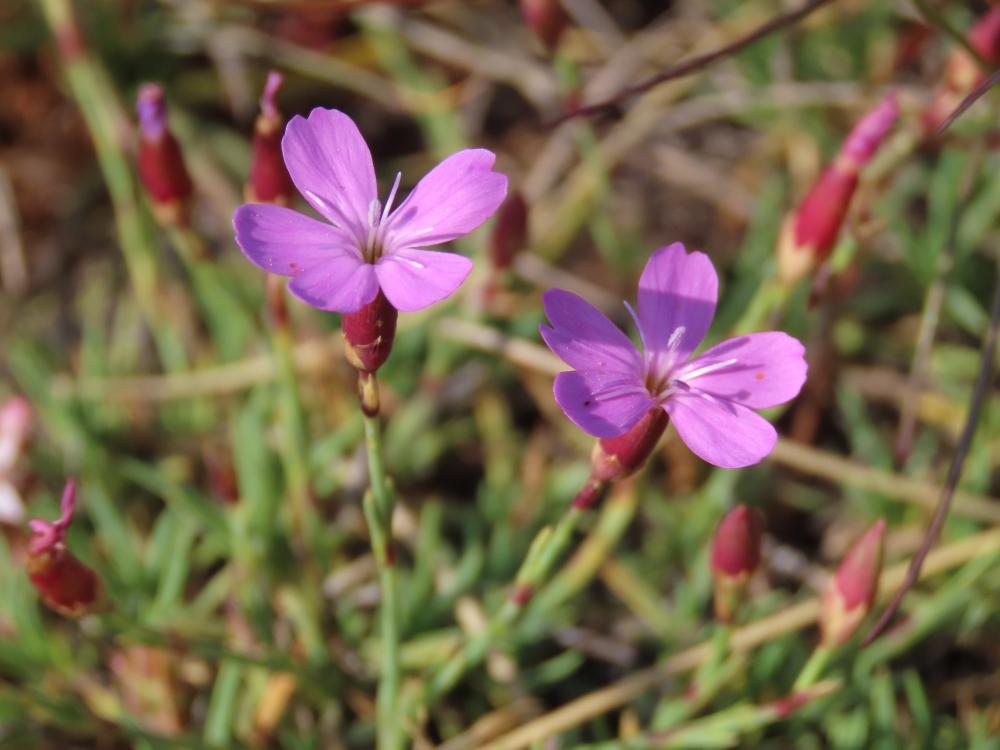 Dianthus-langeanus