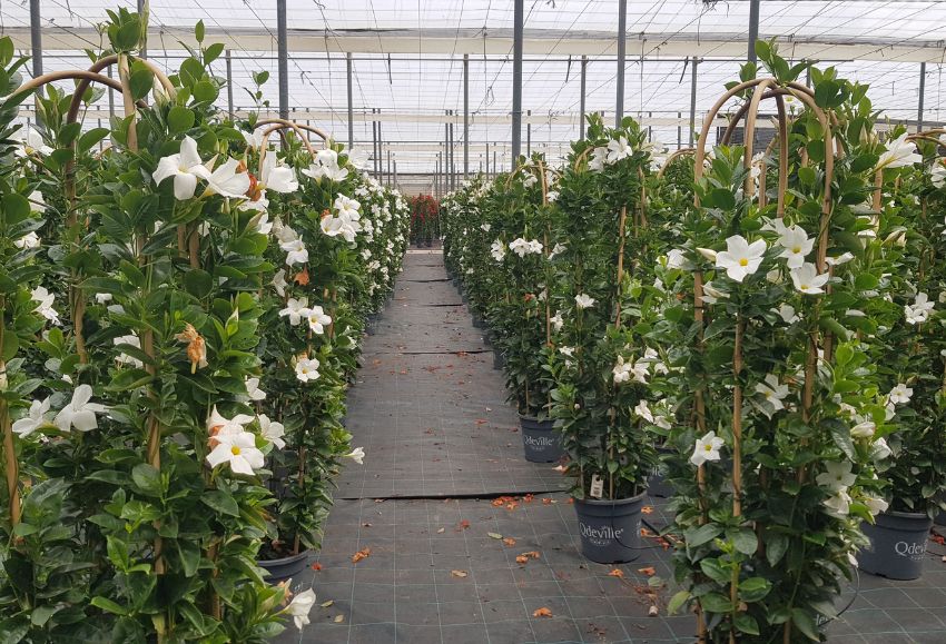 Dipladenia_Plantal