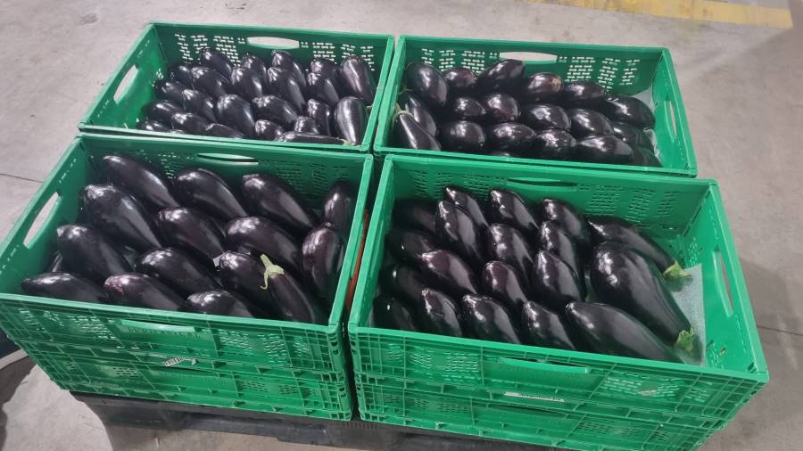 Inspecciones berenjena