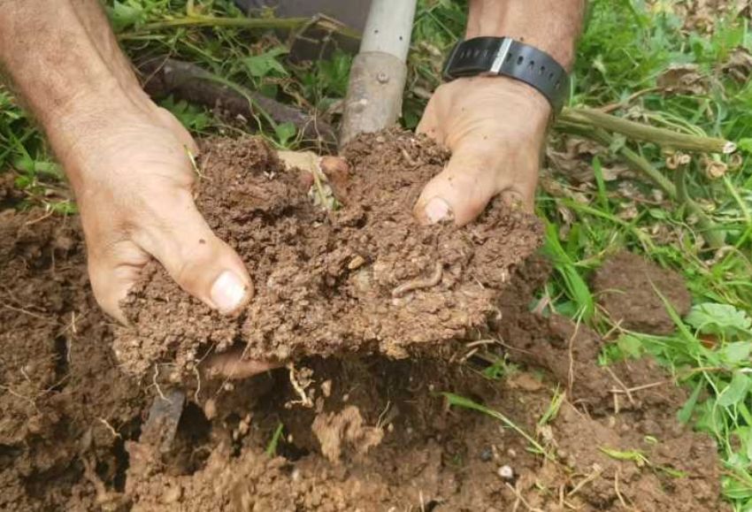 Suelo agrícola