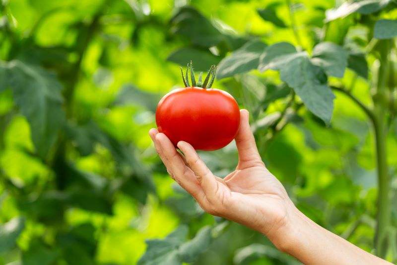 Tomate suelto BASF Nunhems
