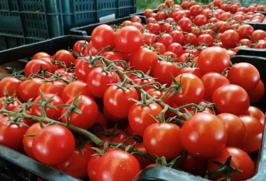 Tomates (2)