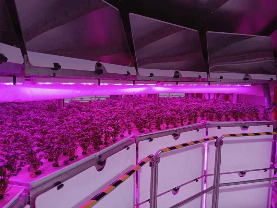 agricultura vertical