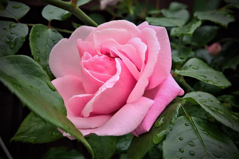 flor y planta