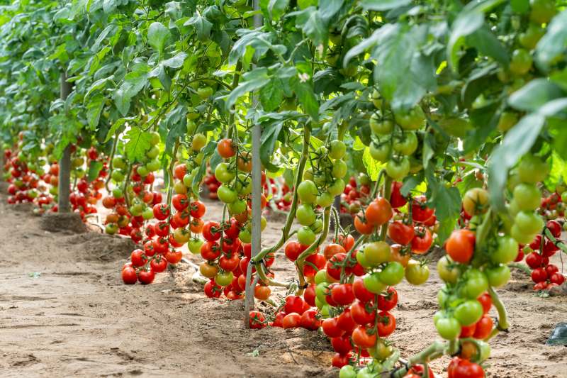 tomate nunhems