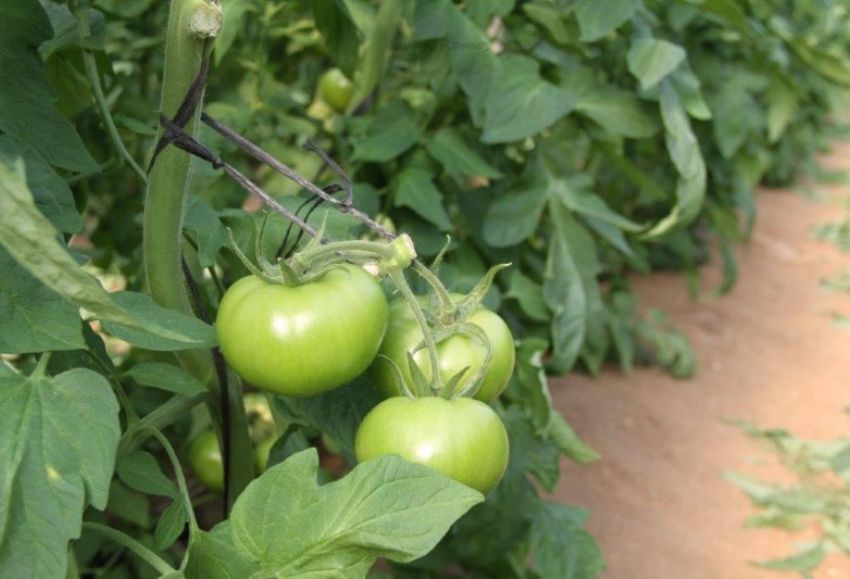 tomate en invernadero