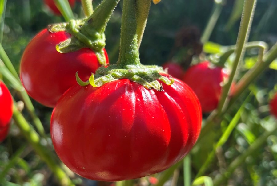 African eggplant - Zach Lippman copy
