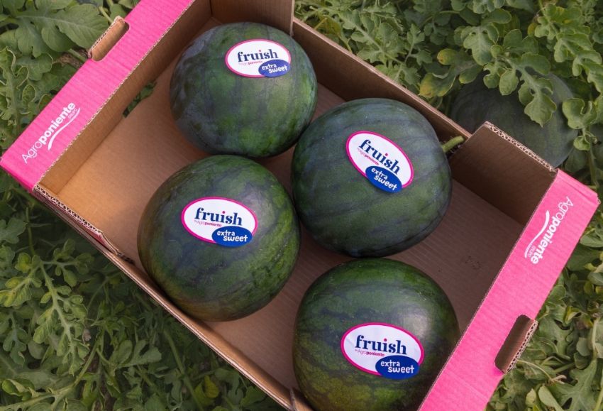 Agroponiente_Sandía y melón