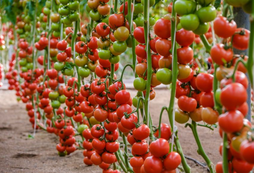 Aguilar, tomate rama Sakata