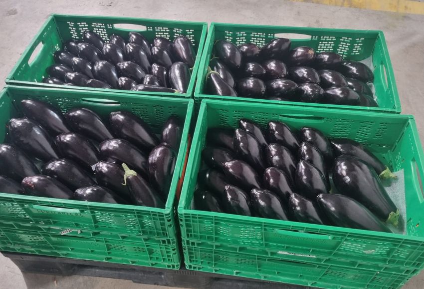 Berenjena inspecciones