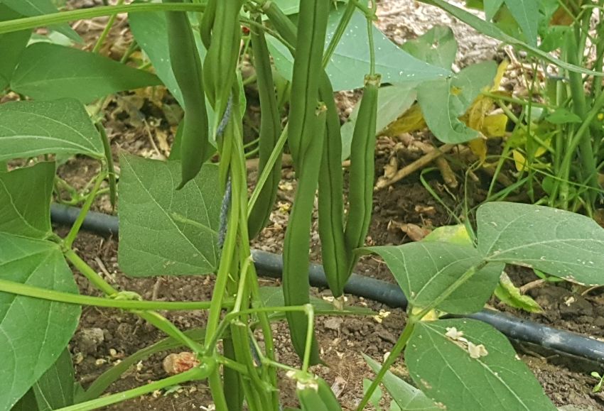 Cultivo ecológico judías