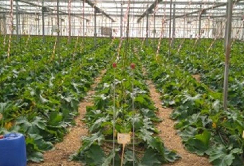 Fertinagro