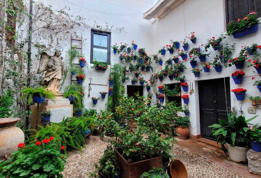 Geranios_Córdoba