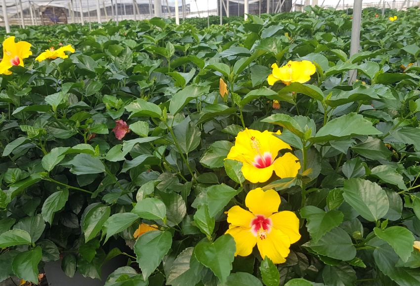 Hibiscus_Plantaespaña