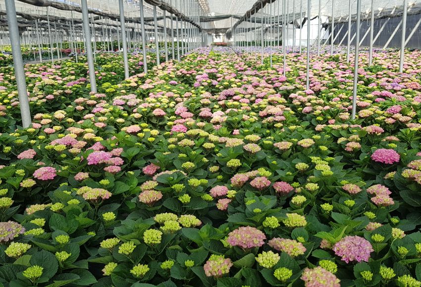 Hortensia_Figueplant