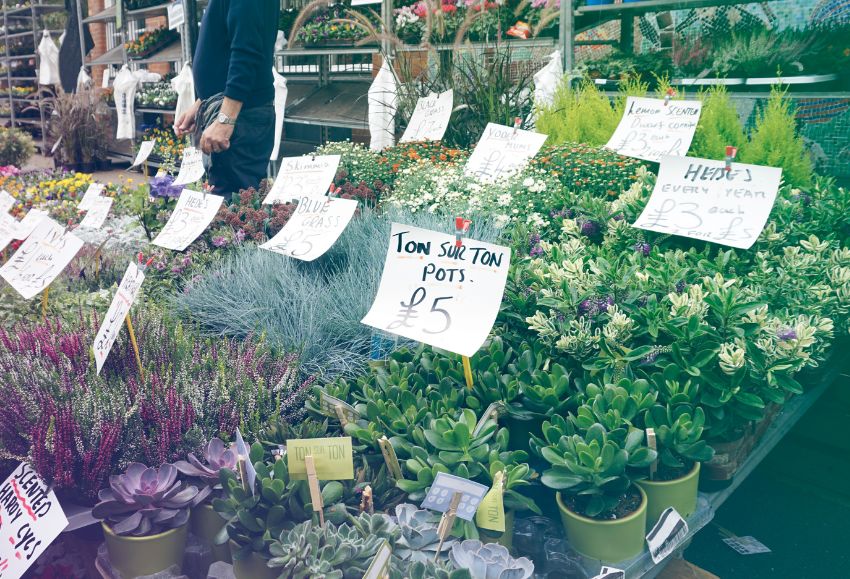 Plantas y flores en mercado alemán (1)