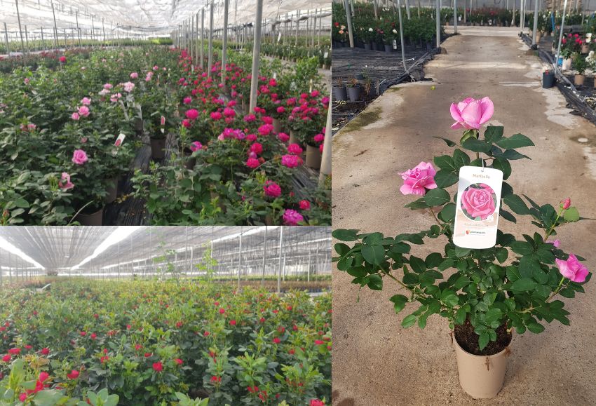 Rosal_Plantaespaña