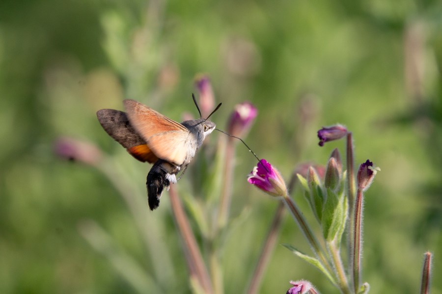 biodiversidad bollo