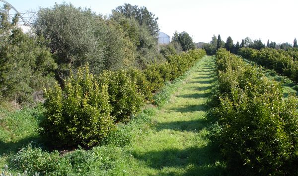 producción ecológica