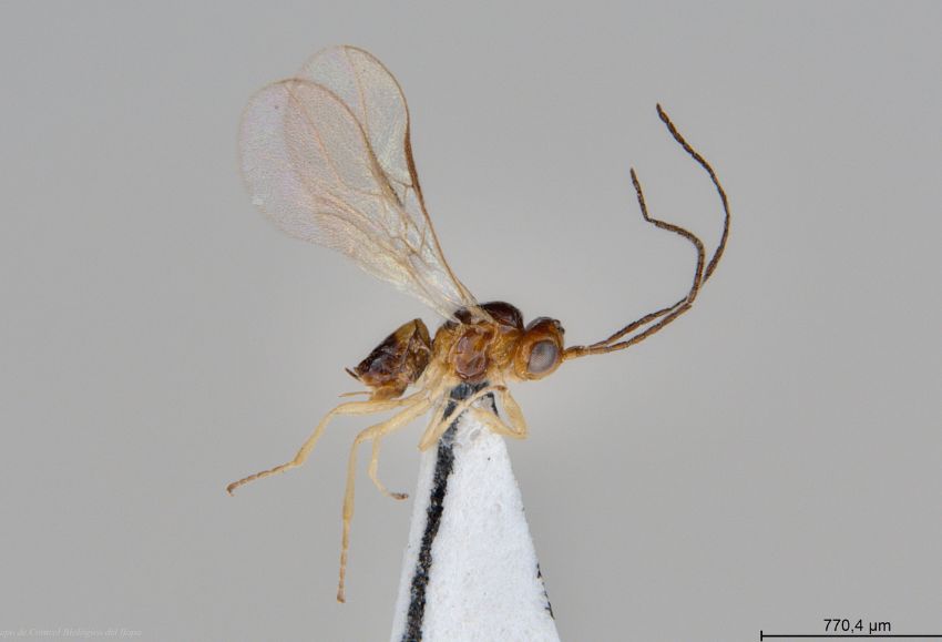O.inflamatum. Grupo de Control Biológico del Ifapa