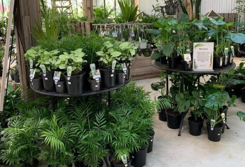 Plantas
