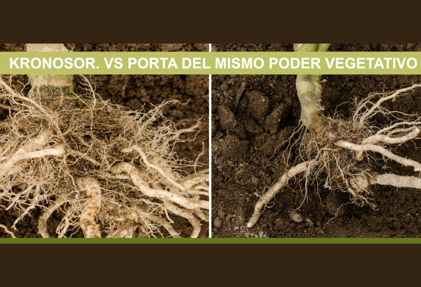 Portainjerto Syngenta