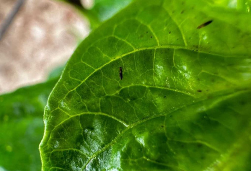 Thrips parvispinus