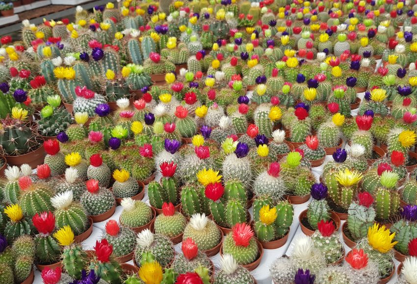 cactus