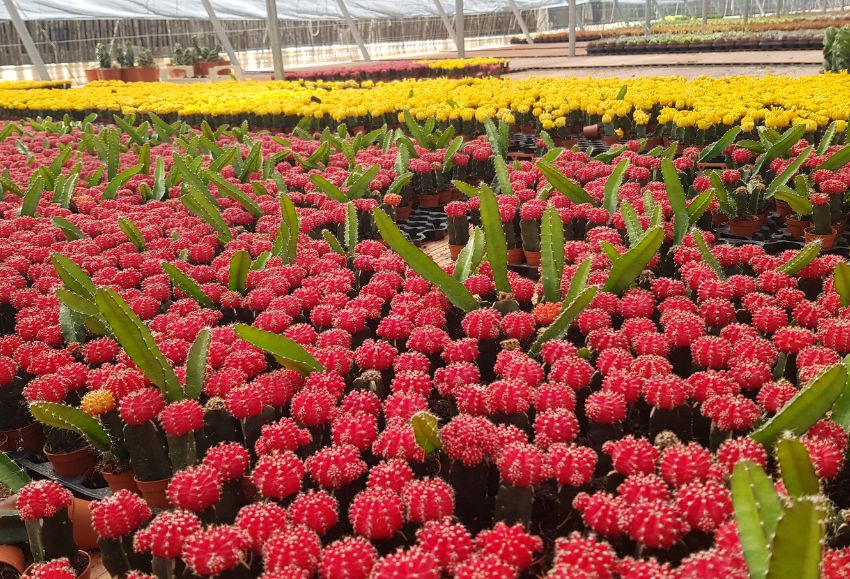 cactus